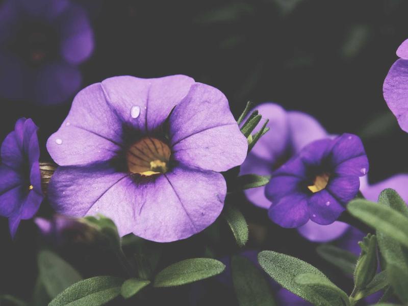 sudoku even odd sudoku screenshot 4